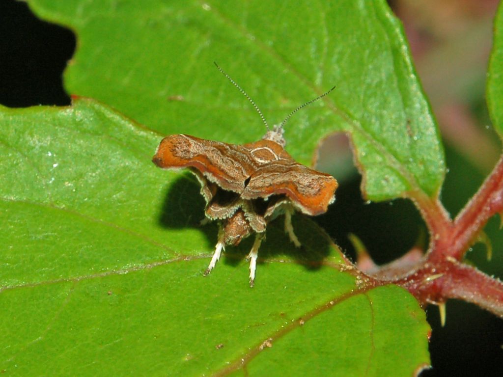 Una strana postura delle ali - Choreutis nemorana